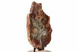 Polished Petrified Wood (Araucaria) Leaf with Stand - Madagascar #335214-2